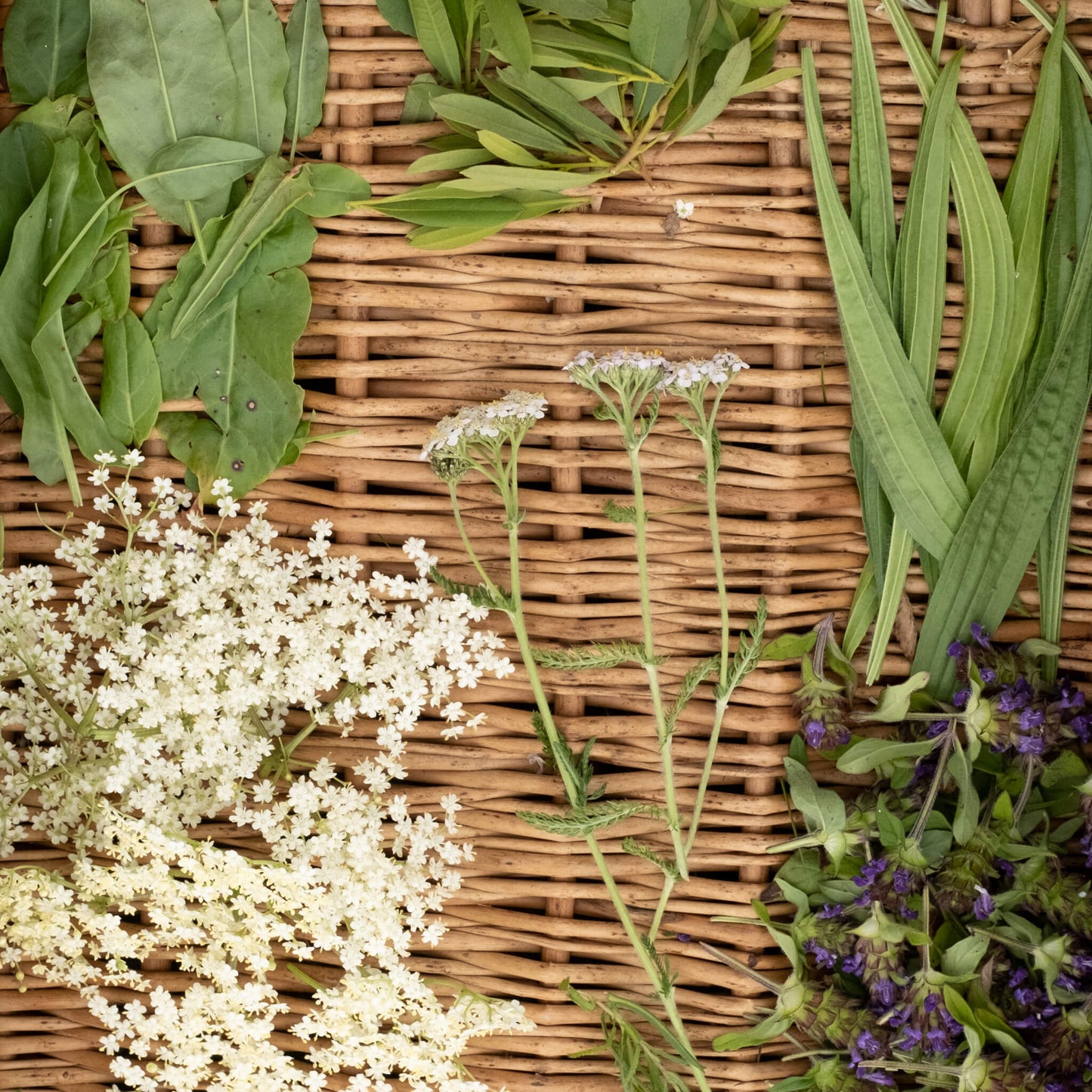 Basket of foraged plants and flowers during the Scotland's Wild Medicine course at Lynbreck Croft.