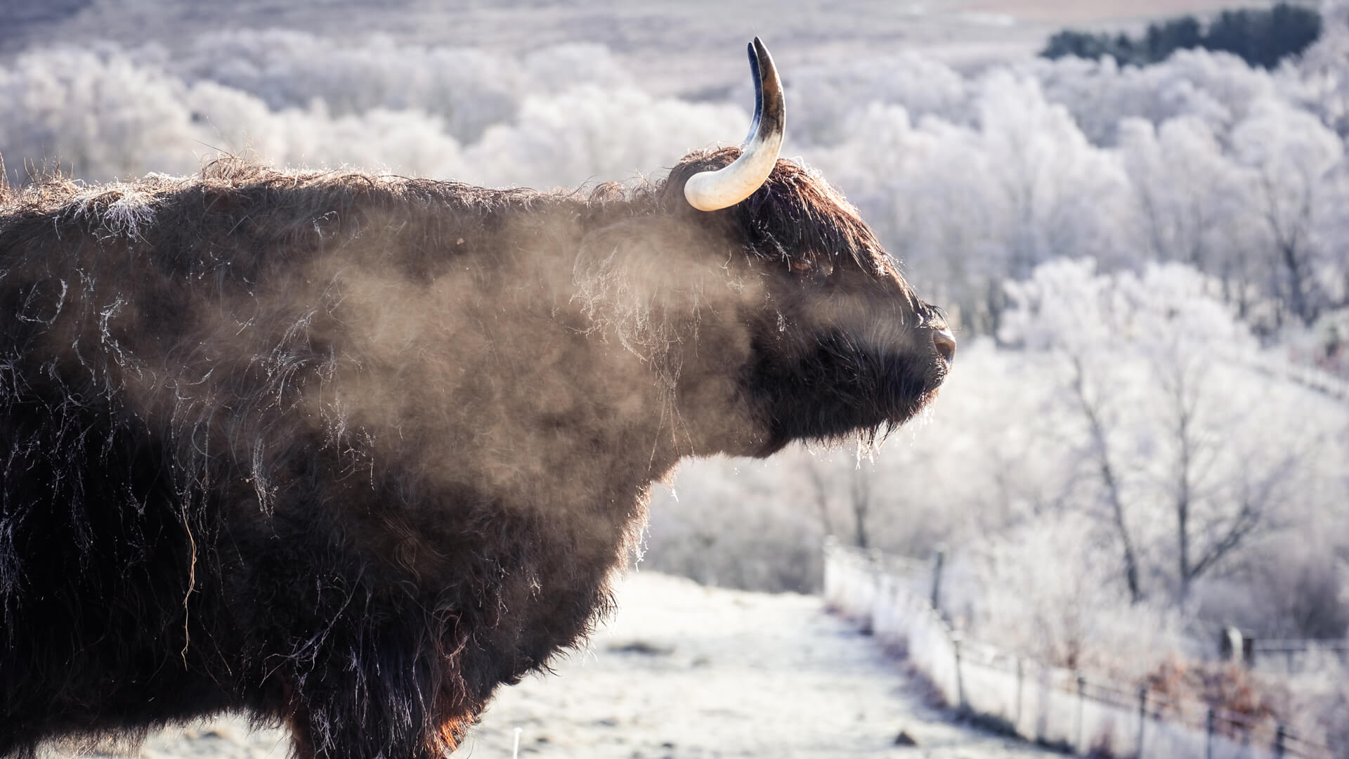 Black Highland cow with steamy breath on a cold snowy winter morning at Lynbreck Croft.