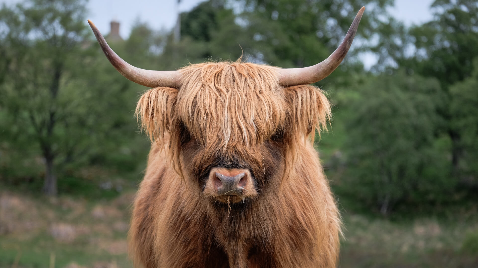 Highland cow with long horns looking straight at the camera at Lynbreck Croft.