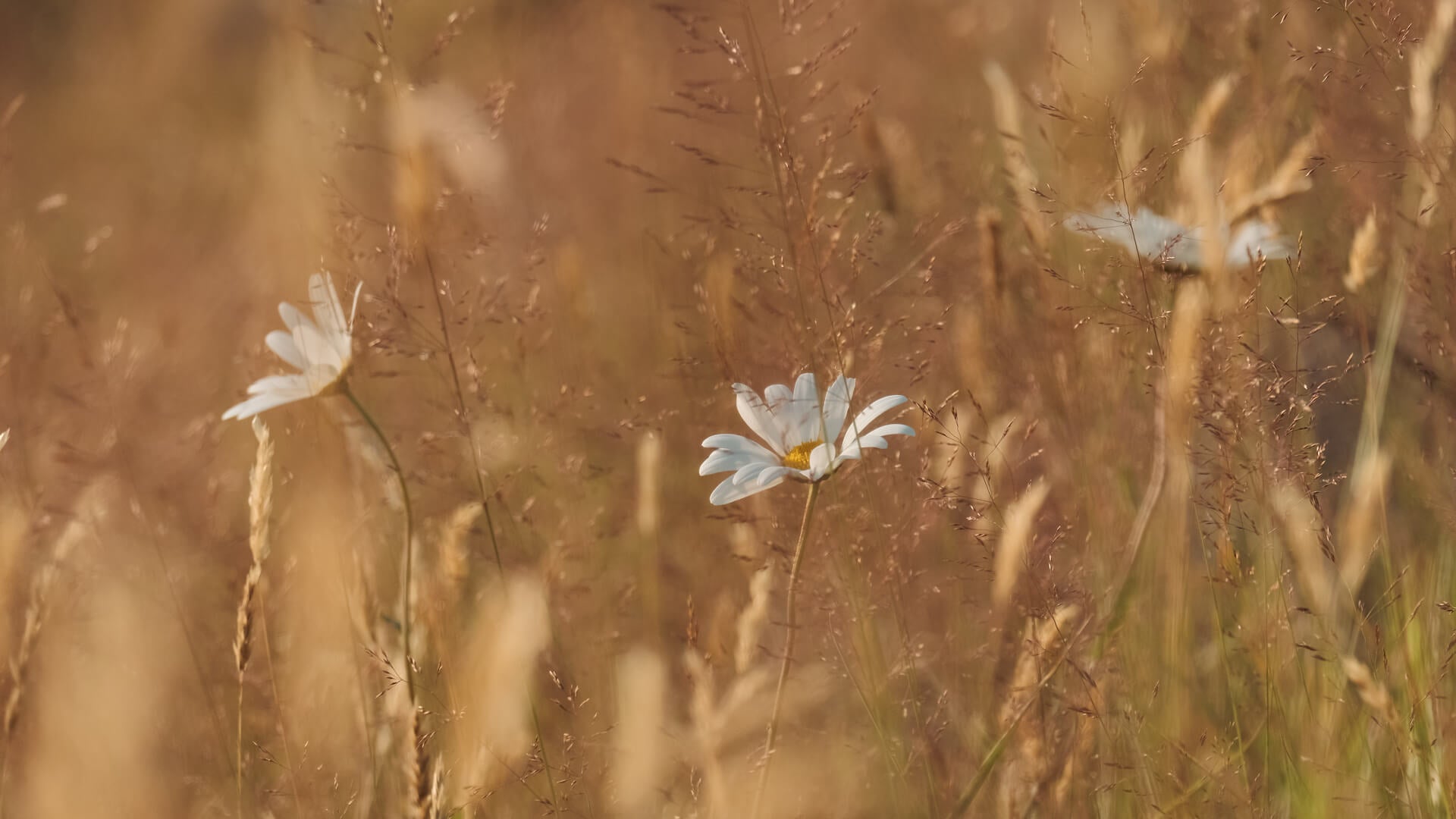 White daisies in a golden wildflower field at Lynbreck Croft