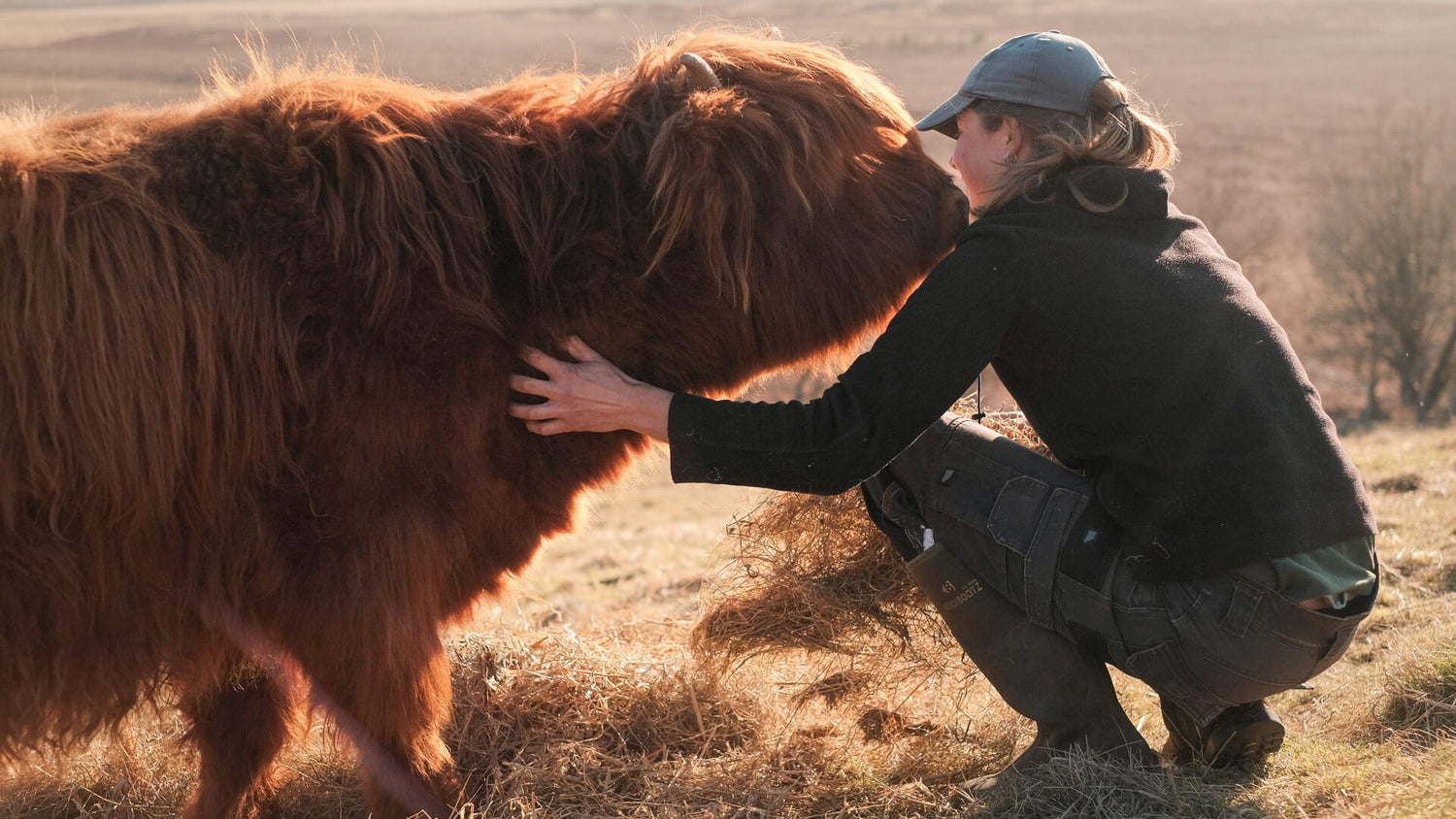 Farmer petting a Highland cow calf at Lynbreck Croft.