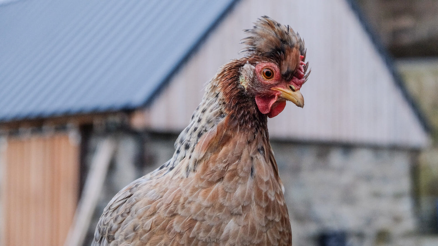 Free-range Cream Legbar hen in front of stone barn at Lynbreck Croft.