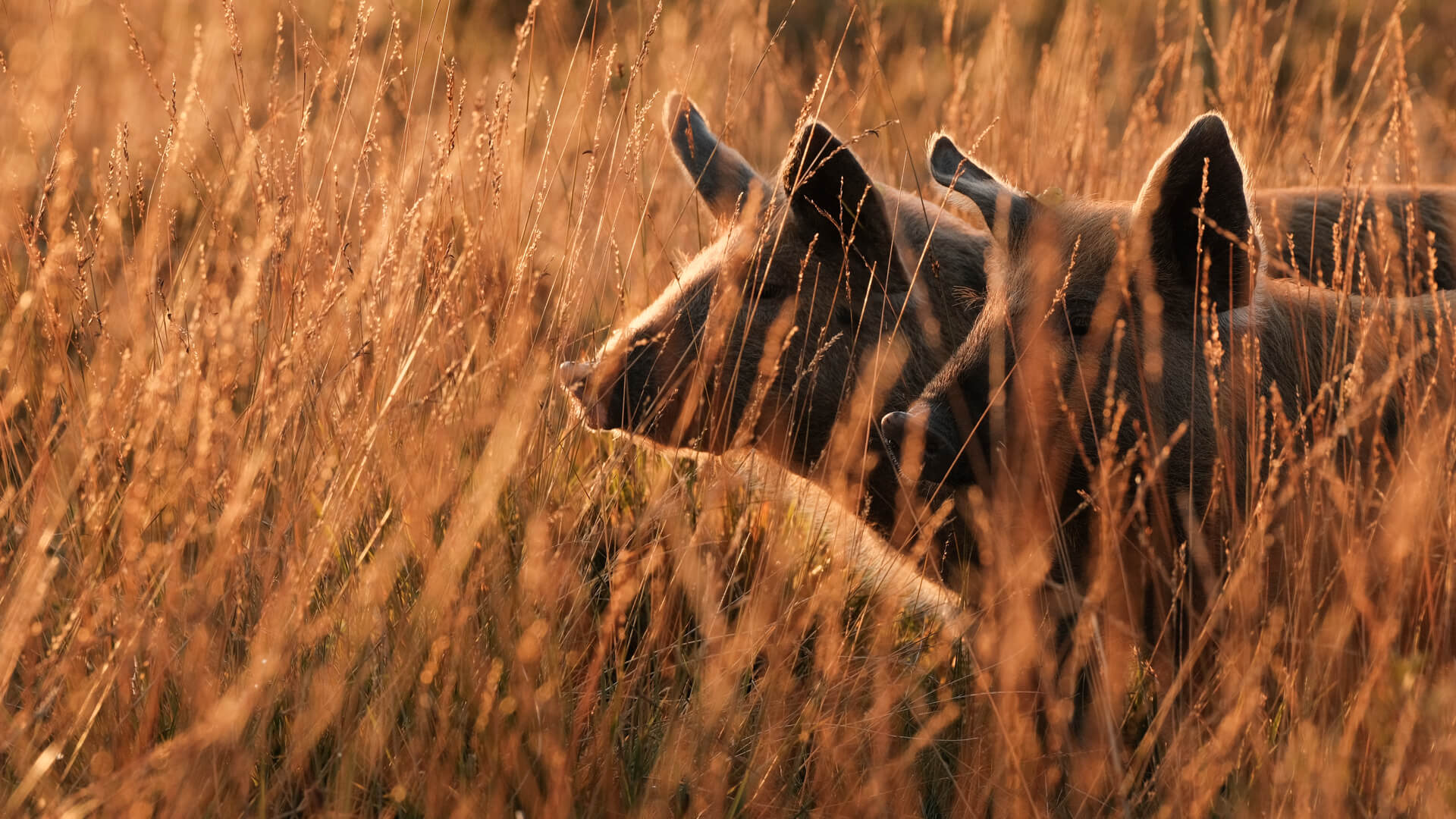 Two outdoor-reared pigs looking through  long golden grass at Lynbreck Croft.