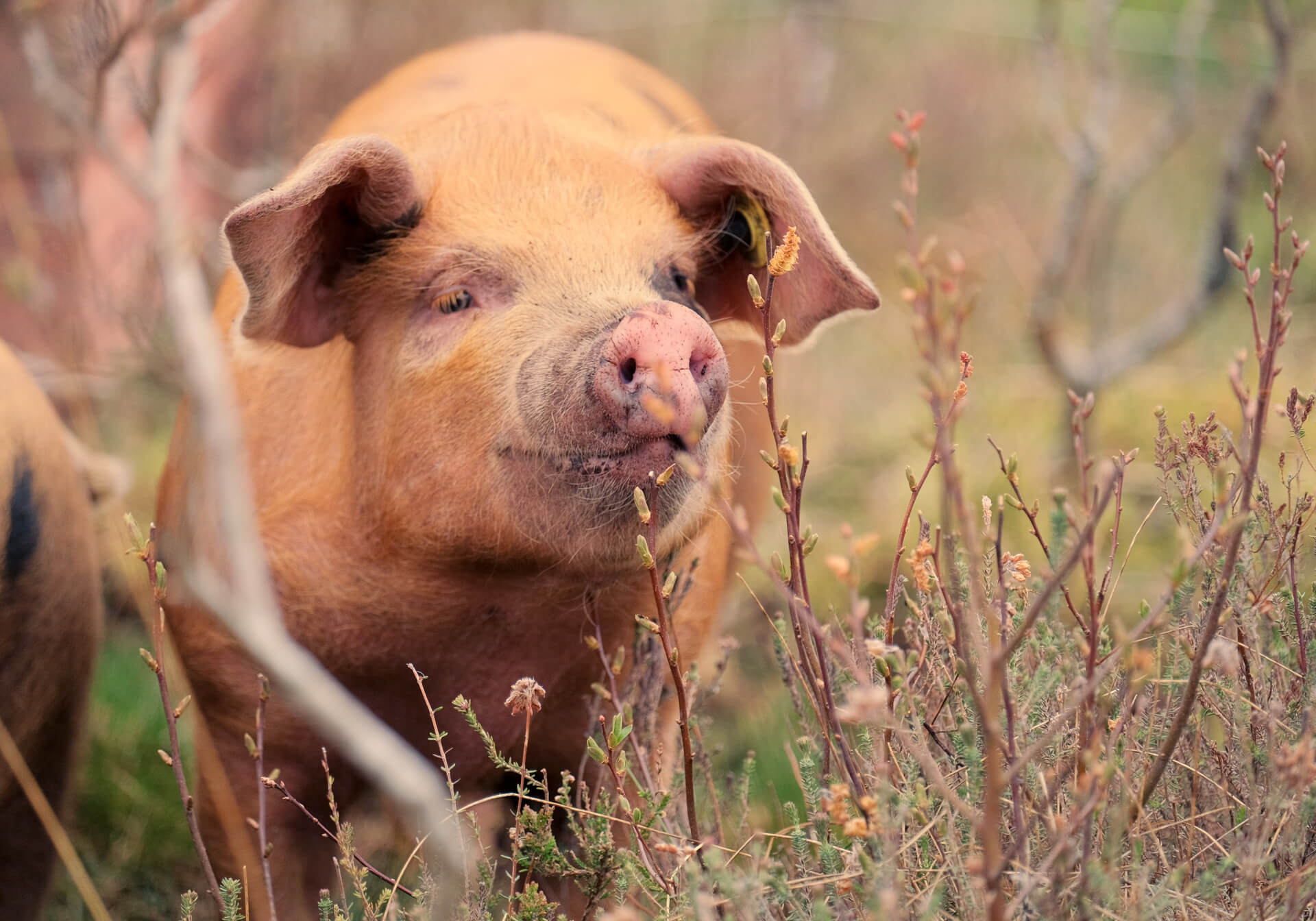 Outdoor pig with long snout behind branches on the bog at Lynbreck Croft.