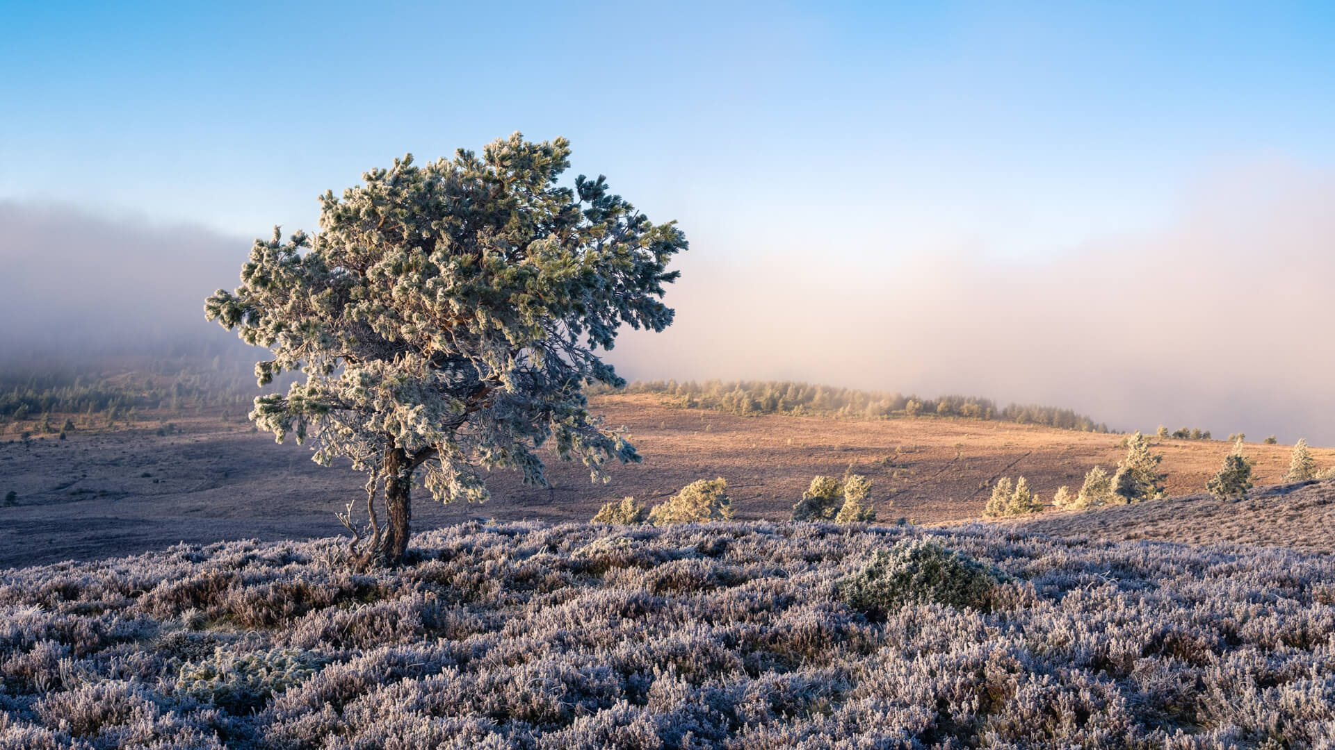 Scots pine covered in frost on a hill at Lynbreck Croft in the Cairngorms.