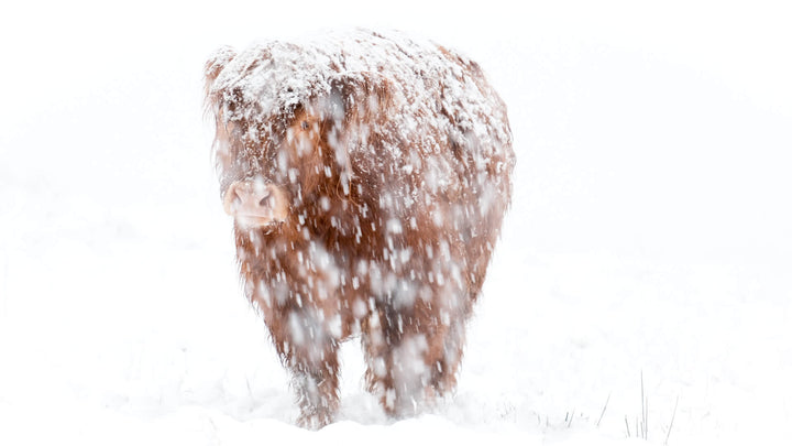 Highland cow in a snow storm at Lynbreck Croft.