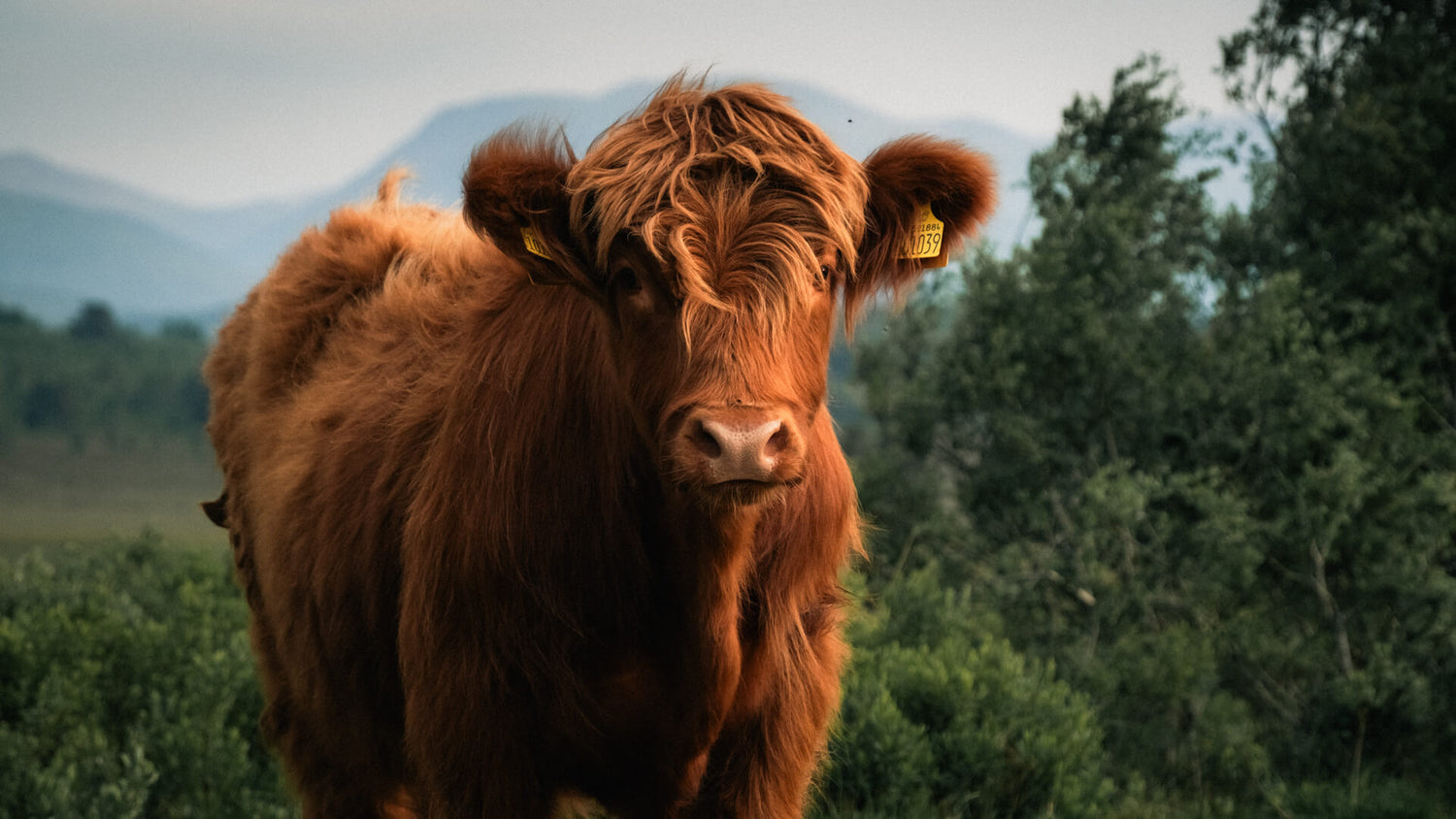 Red Highland cow with a background of the Cairngorms mountains and trees at Lynbreck Croft.