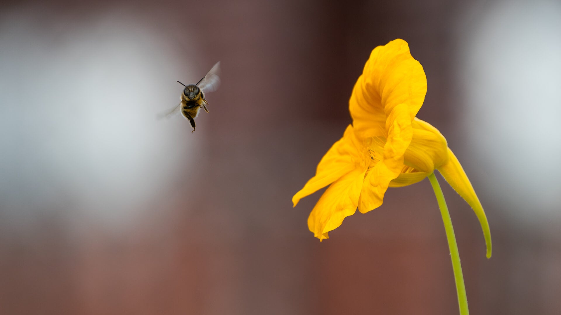 Honey bee in flight approaching a bright yellow Nasturtium flower in the polytunnel at Lynbreck Croft