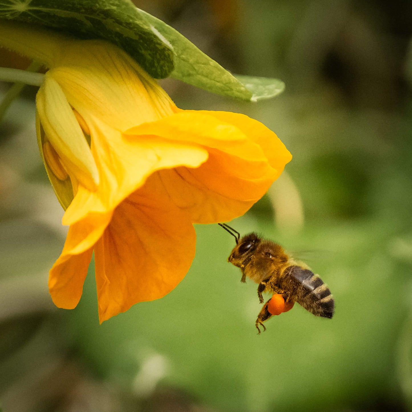 Honey bee hovering below an orange flower in a greenhouse at Lynbreck Croft.