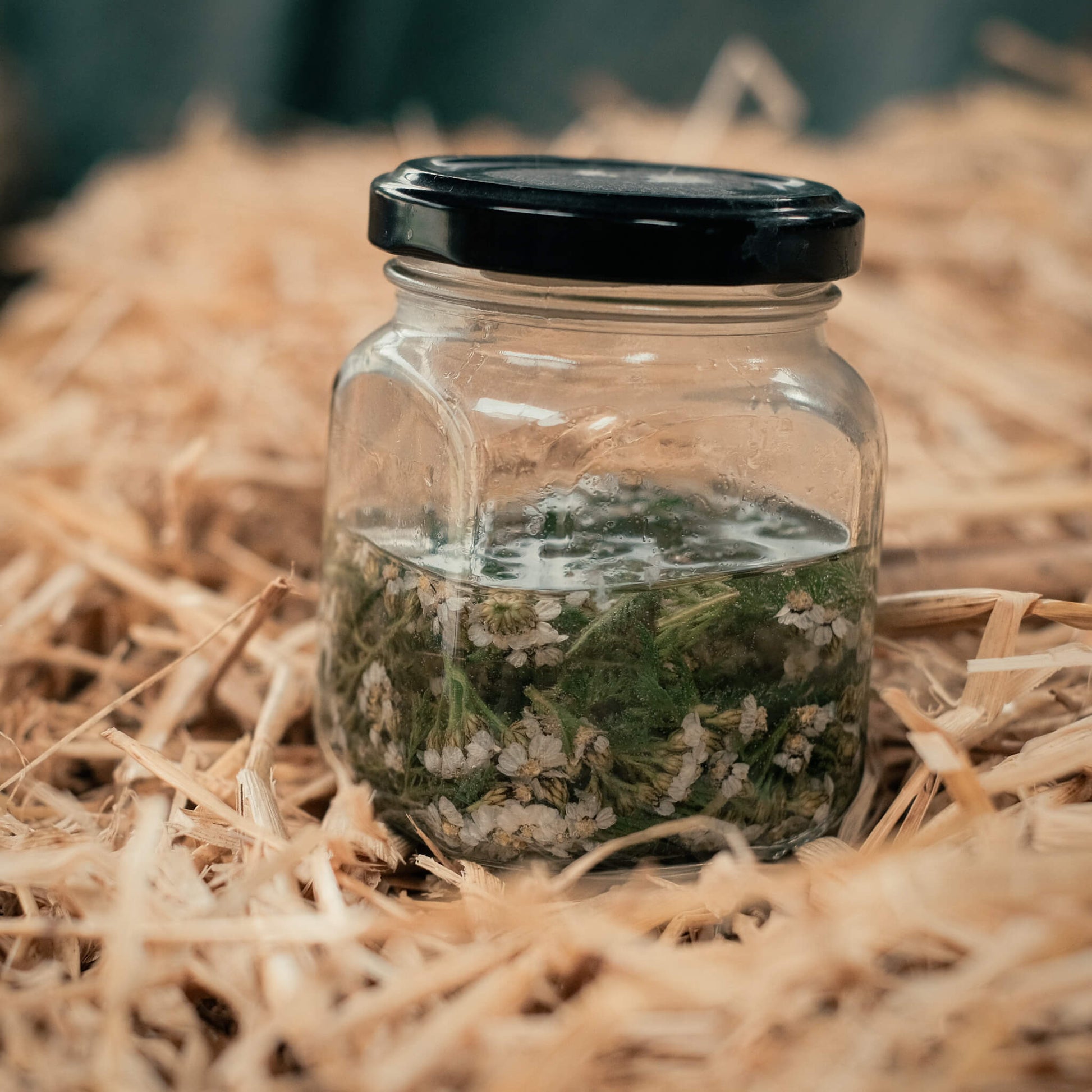 Jar containing an infusion of wild plants foraged during Scotland's Wild Medicine course at Lynbreck Croft.