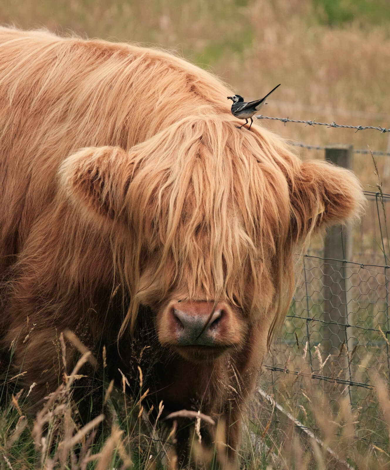 Highland cow with a wagtail bird perched on its head, in a grass field at Lynbreck Croft.