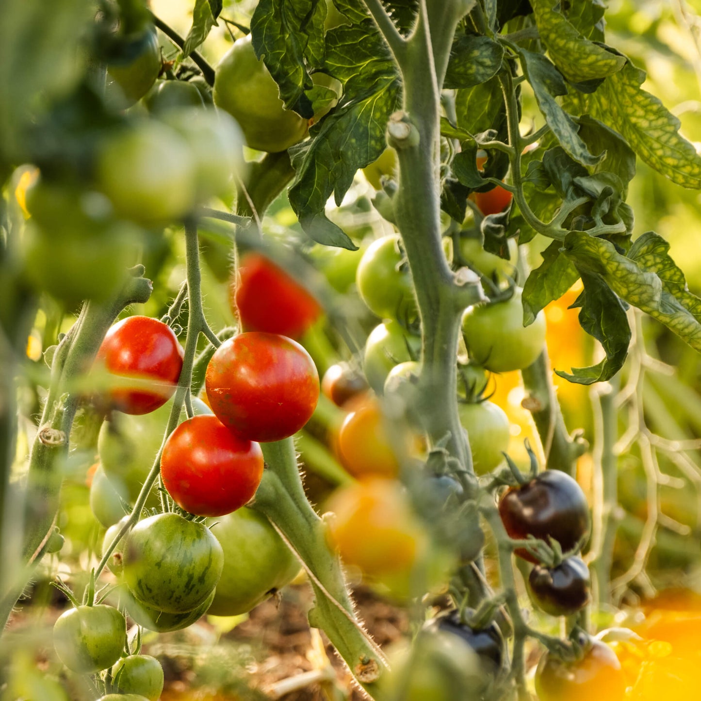 Colourful cherry tomatoes growing in the polytunnel at Lynbreck Croft.