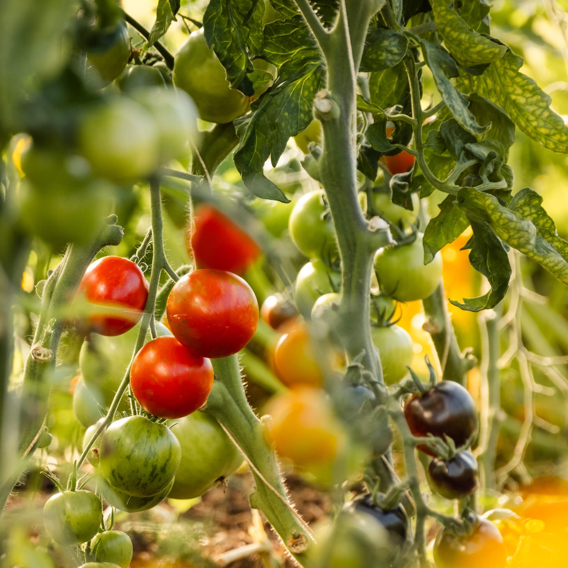 Colourful cherry tomatoes growing in the polytunnel at Lynbreck Croft.