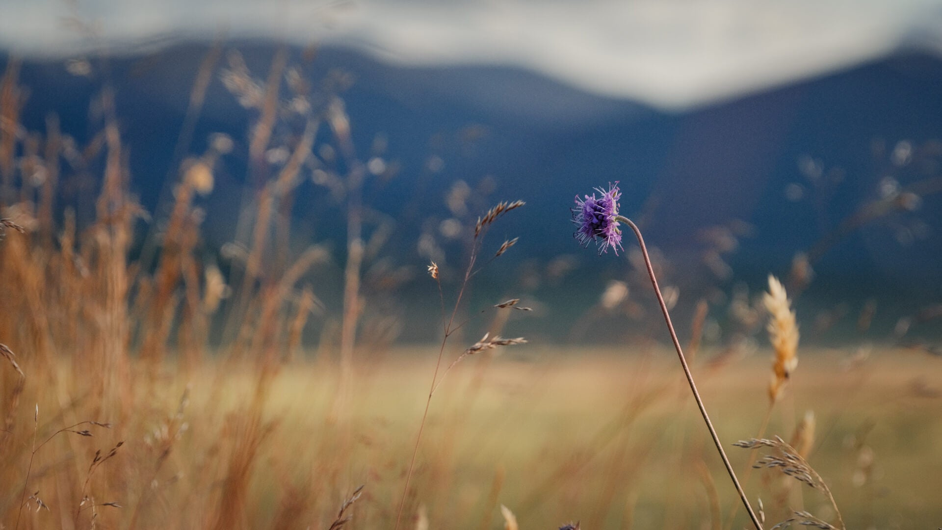 Field of wildflowers with the Cairngorms hills in the background at Lynbreck Croft